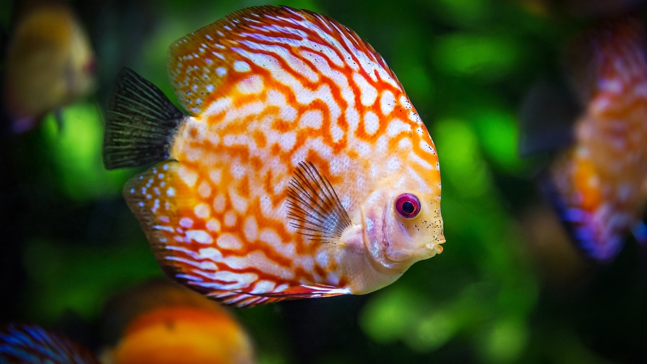 Fisch
