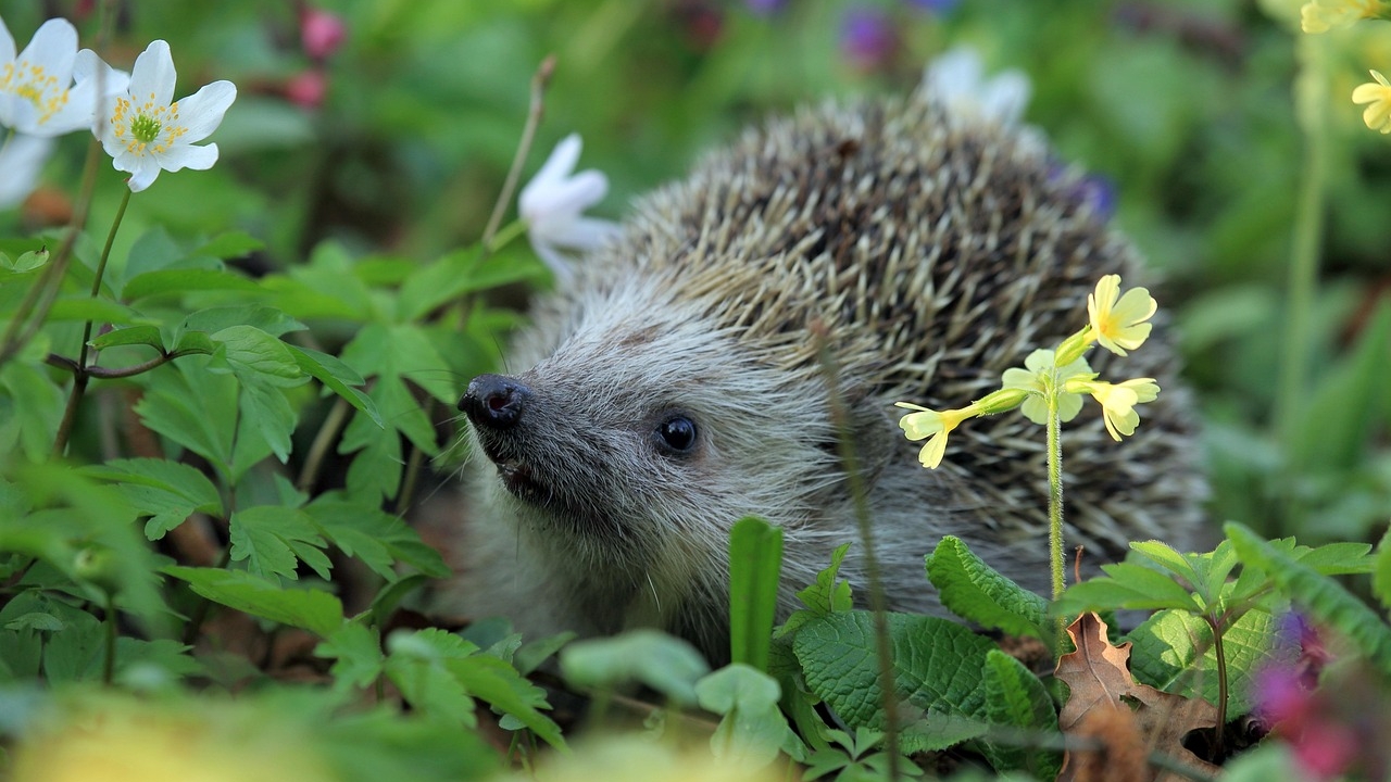 igel